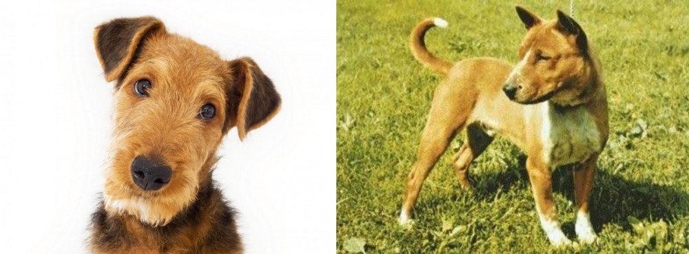 Telomian vs Airedale Terrier - Breed Comparison