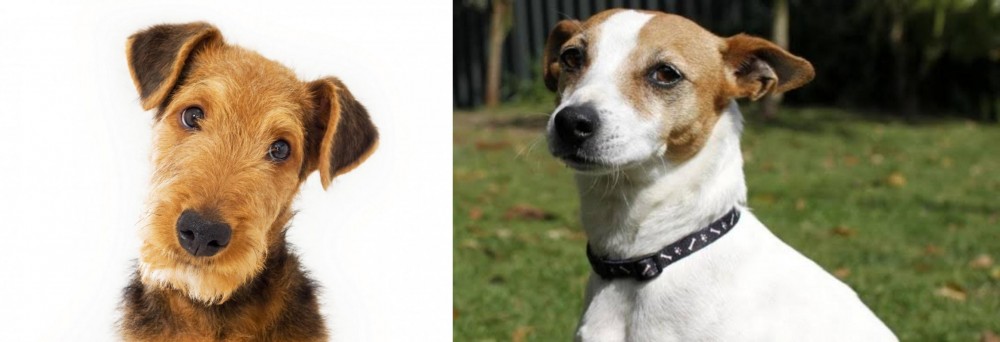 Tenterfield Terrier vs Airedale Terrier - Breed Comparison