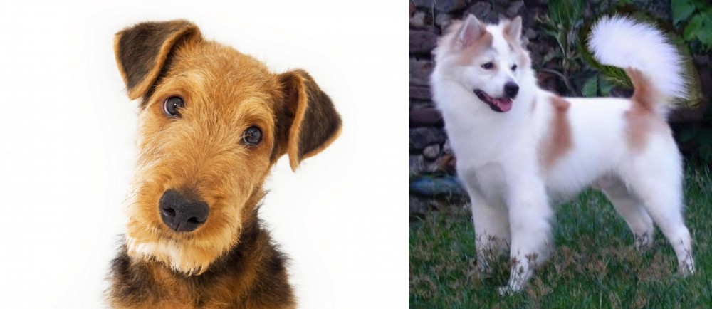 Thai Bangkaew vs Airedale Terrier - Breed Comparison
