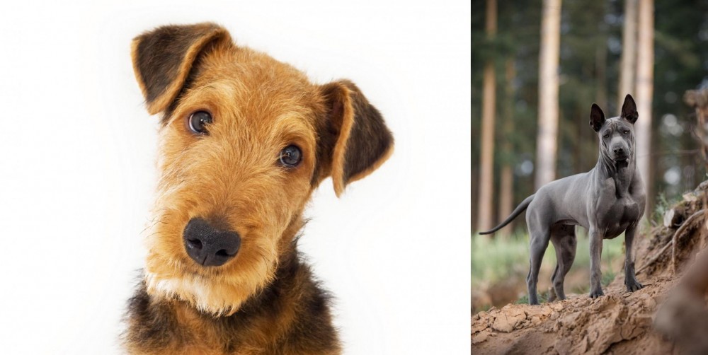 Thai Ridgeback vs Airedale Terrier - Breed Comparison