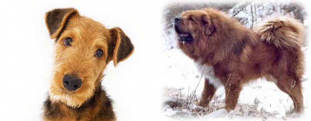 Tibetan Kyi Apso vs Airedale Terrier - Breed Comparison