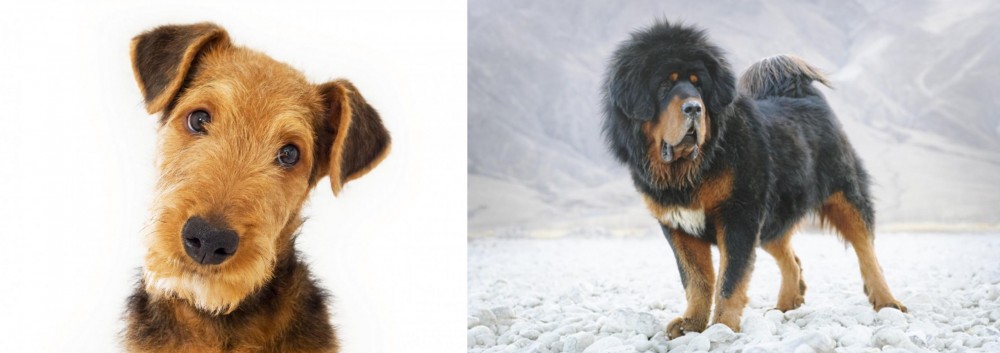 Tibetan Mastiff vs Airedale Terrier - Breed Comparison