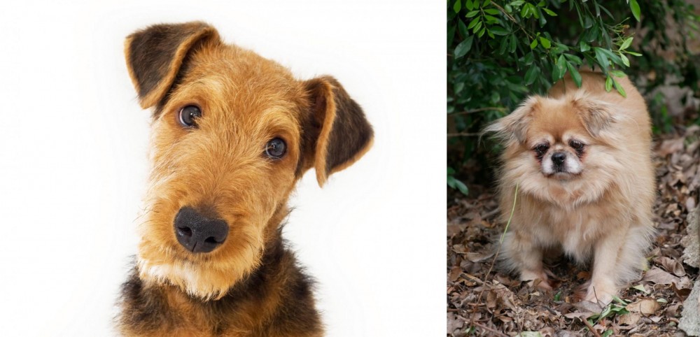 Tibetan Spaniel vs Airedale Terrier - Breed Comparison