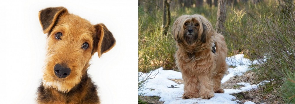 Tibetan Terrier vs Airedale Terrier - Breed Comparison