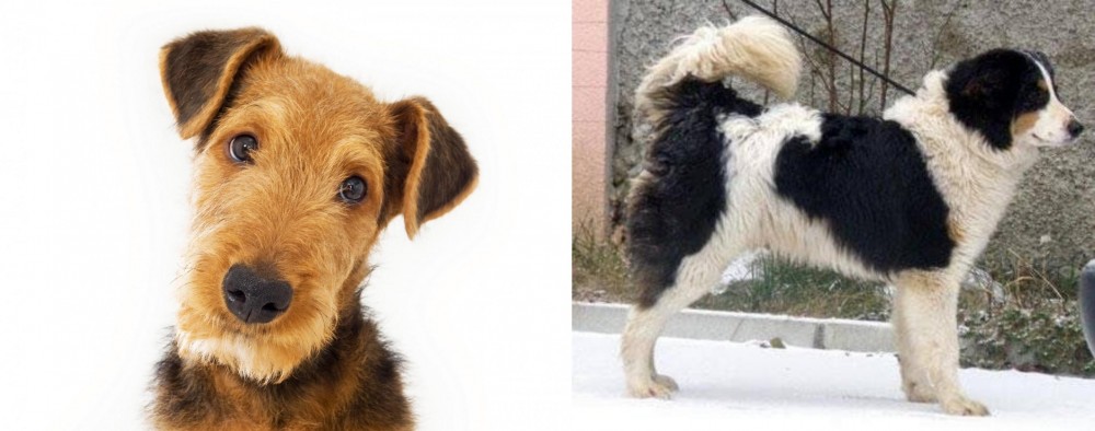 Tornjak vs Airedale Terrier - Breed Comparison