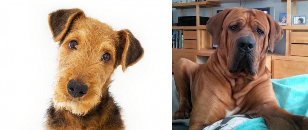 Tosa vs Airedale Terrier - Breed Comparison
