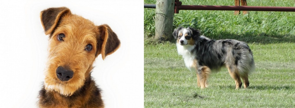 Toy Australian Shepherd vs Airedale Terrier - Breed Comparison