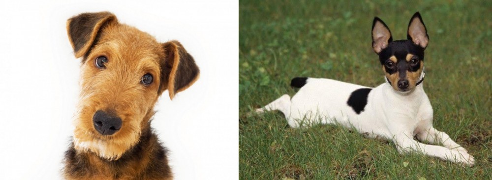 Toy Fox Terrier vs Airedale Terrier - Breed Comparison