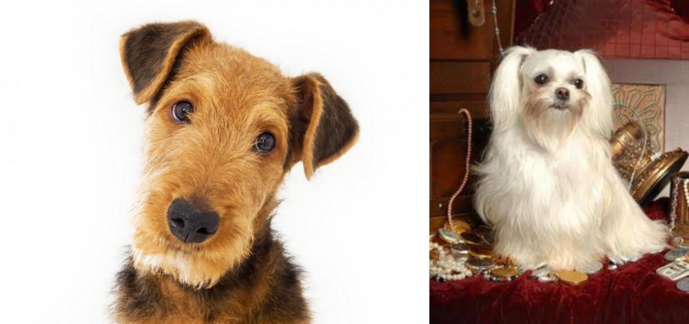 Toy Mi-Ki vs Airedale Terrier - Breed Comparison