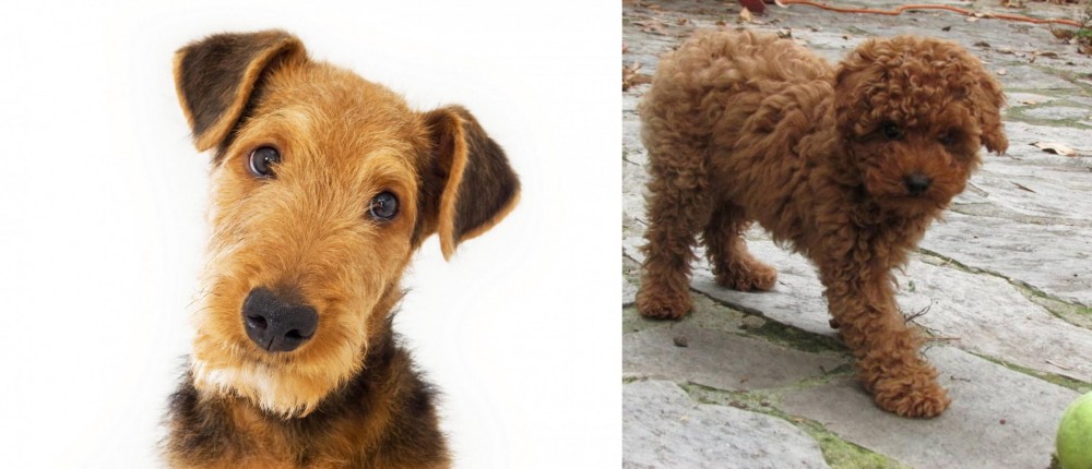 Toy Poodle vs Airedale Terrier - Breed Comparison