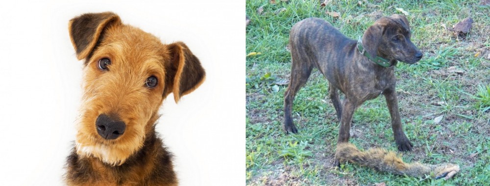 Treeing Cur vs Airedale Terrier - Breed Comparison
