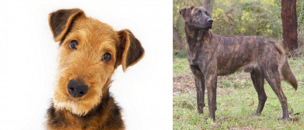 Treeing Tennessee Brindle vs Airedale Terrier - Breed Comparison