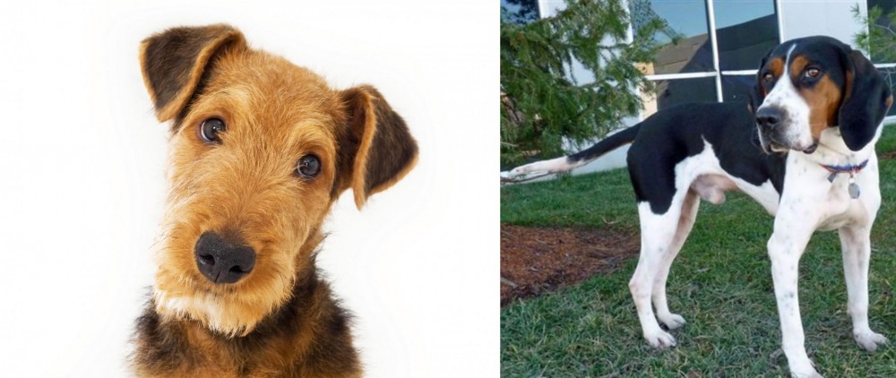 Treeing Walker Coonhound vs Airedale Terrier - Breed Comparison