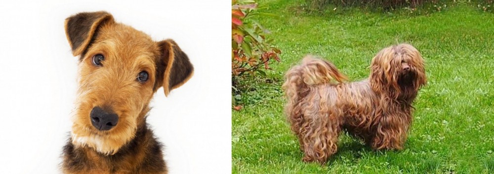 Tsvetnaya Bolonka vs Airedale Terrier - Breed Comparison
