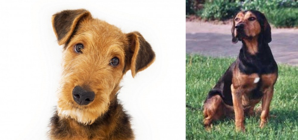 Tyrolean Hound vs Airedale Terrier - Breed Comparison