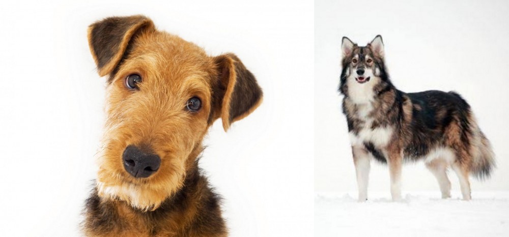 Utonagan vs Airedale Terrier - Breed Comparison