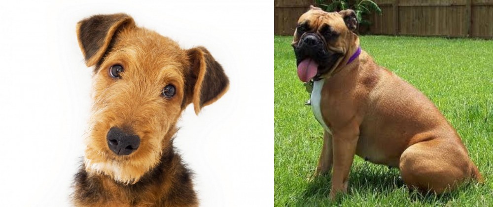 Valley Bulldog vs Airedale Terrier - Breed Comparison