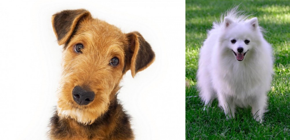 Volpino Italiano vs Airedale Terrier - Breed Comparison