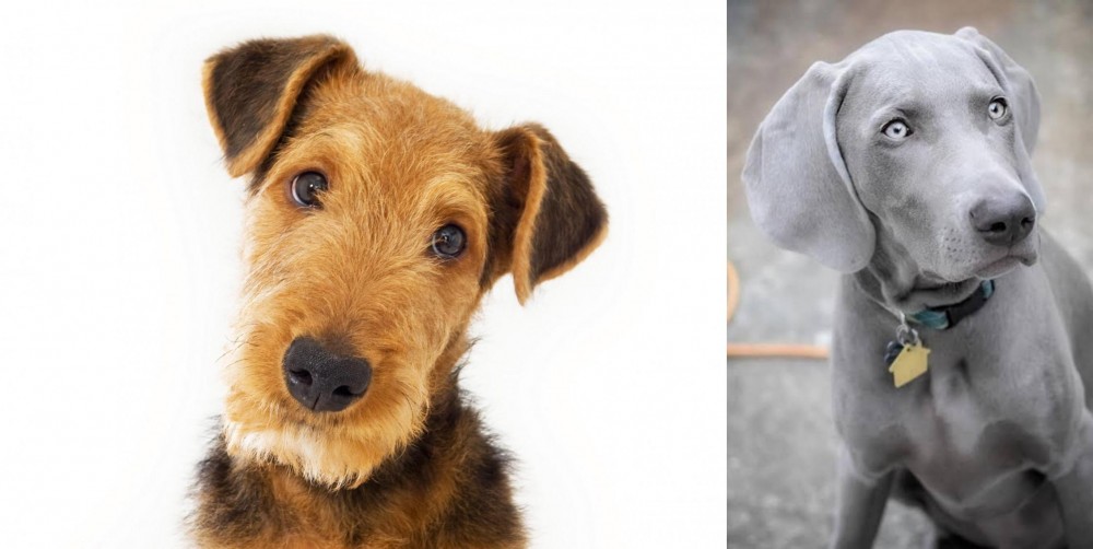 Weimaraner vs Airedale Terrier - Breed Comparison