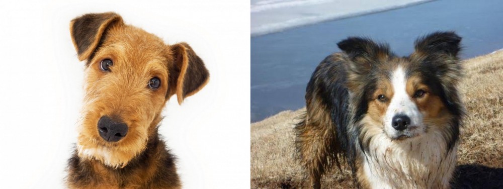 Welsh Sheepdog vs Airedale Terrier - Breed Comparison