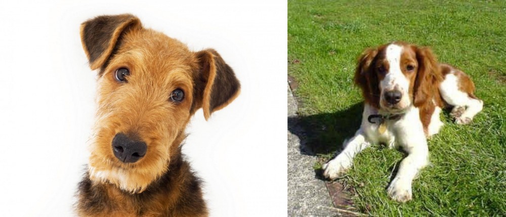 Welsh Springer Spaniel vs Airedale Terrier - Breed Comparison