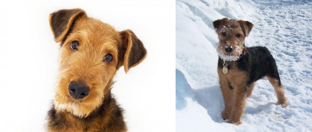 Welsh Terrier vs Airedale Terrier - Breed Comparison