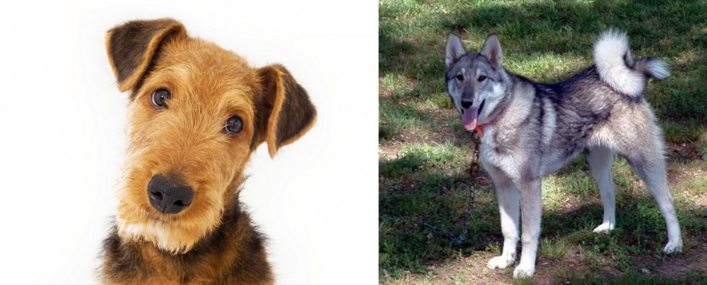 West Siberian Laika vs Airedale Terrier - Breed Comparison
