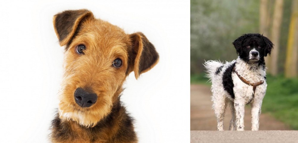 Wetterhoun vs Airedale Terrier - Breed Comparison
