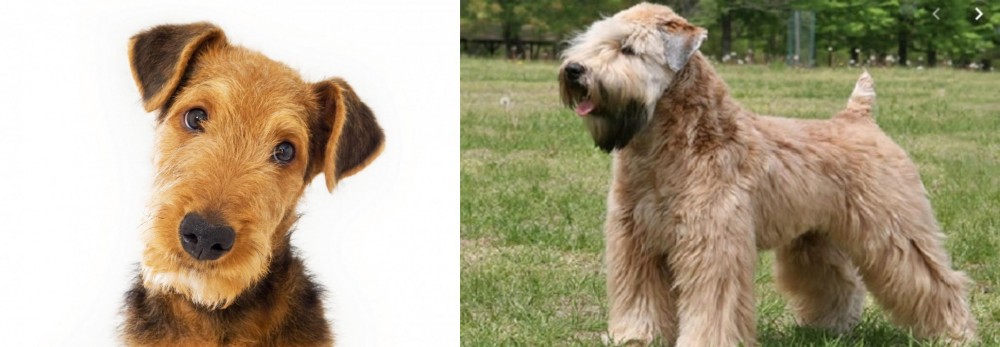 Wheaten Terrier vs Airedale Terrier - Breed Comparison