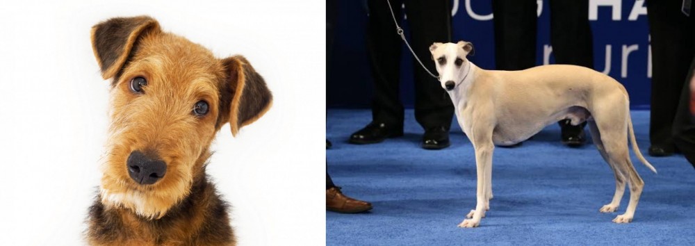 Whippet vs Airedale Terrier - Breed Comparison