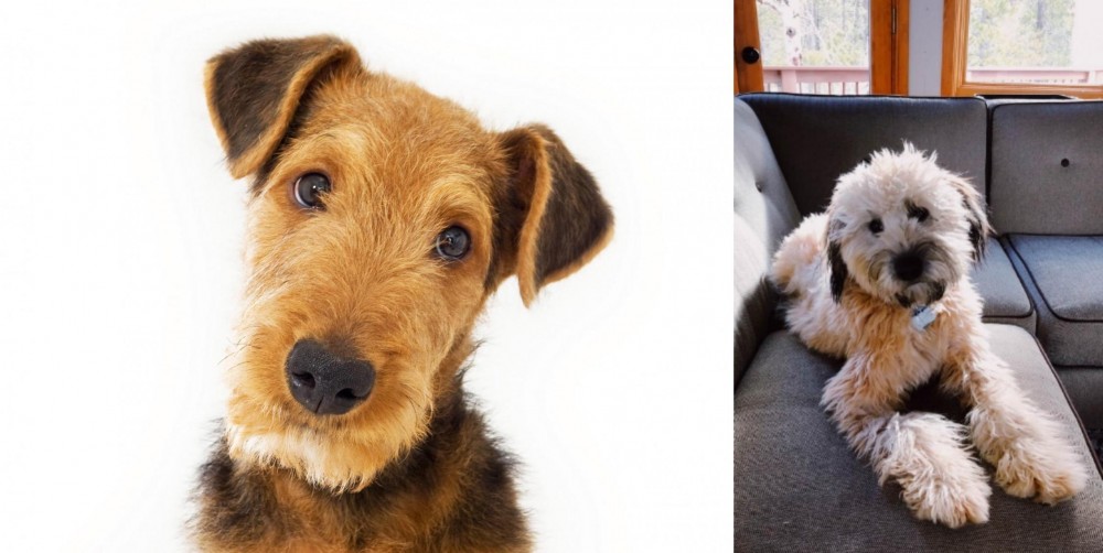 Whoodles vs Airedale Terrier - Breed Comparison