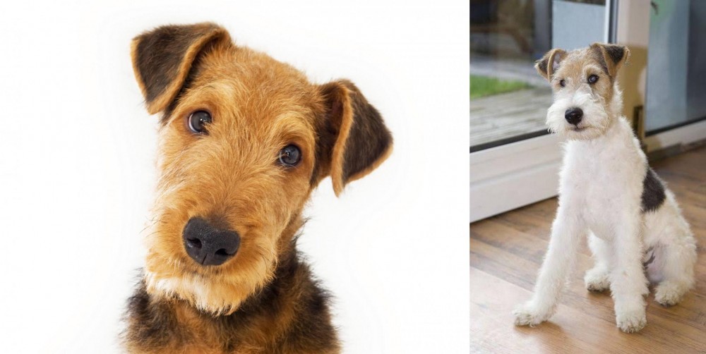 Wire Fox Terrier vs Airedale Terrier - Breed Comparison