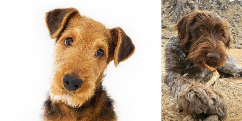 Wirehaired Pointing Griffon vs Airedale Terrier - Breed Comparison