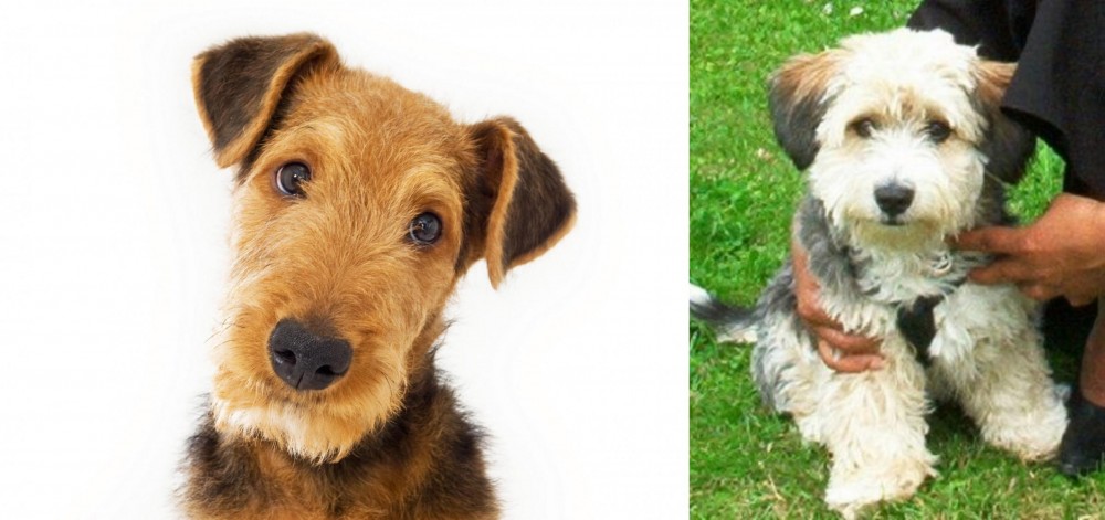 Yo-Chon vs Airedale Terrier - Breed Comparison