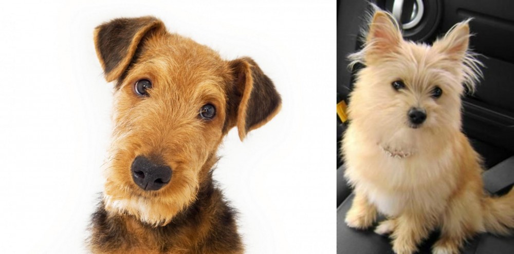 Yoranian vs Airedale Terrier - Breed Comparison
