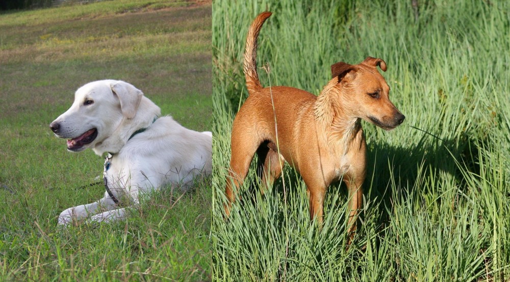 Africanis vs Akbash Dog - Breed Comparison