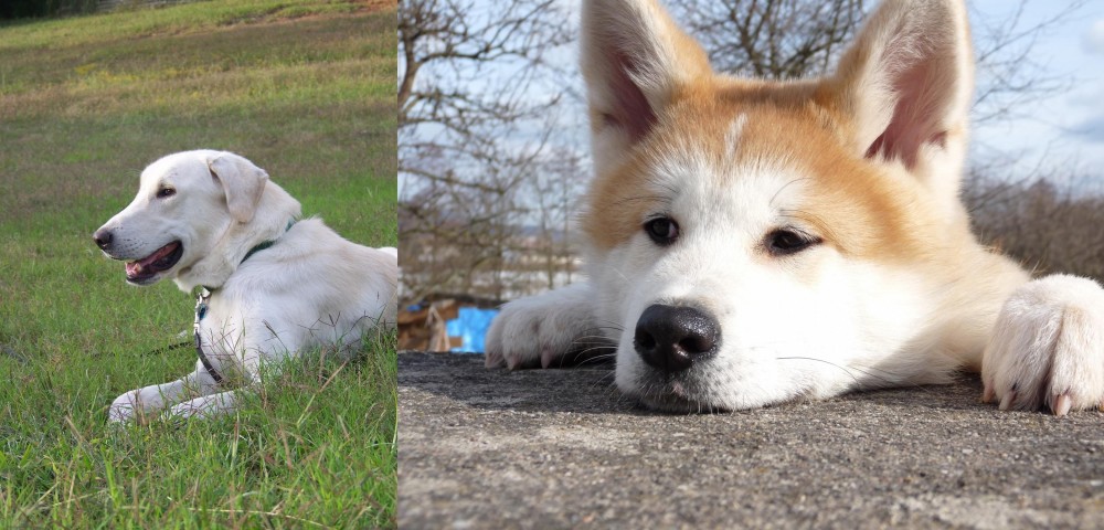 Akita vs Akbash Dog - Breed Comparison