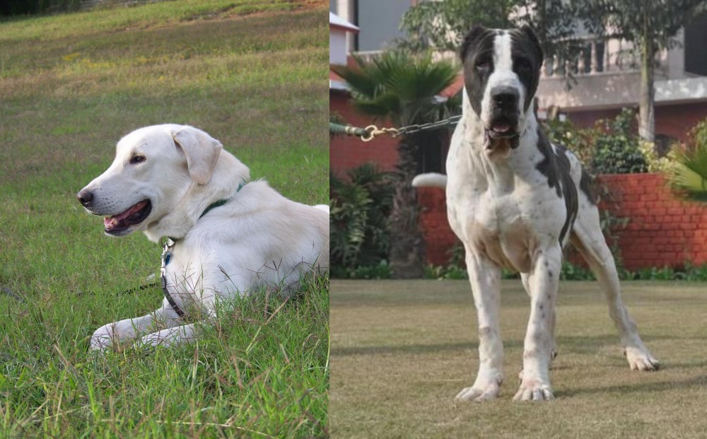 Alangu Mastiff vs Akbash Dog - Breed Comparison