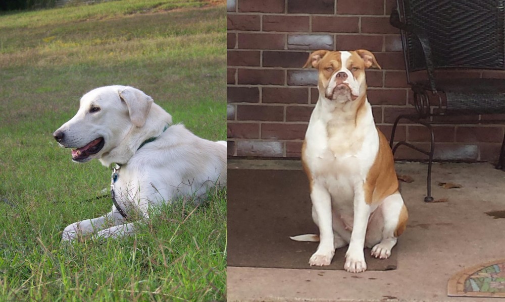 Alapaha Blue Blood Bulldog vs Akbash Dog - Breed Comparison