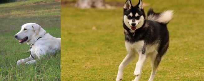 Alaskan Klee Kai vs Akbash Dog - Breed Comparison