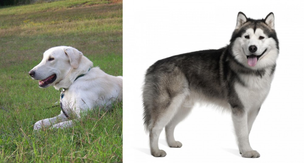 Alaskan Malamute vs Akbash Dog - Breed Comparison