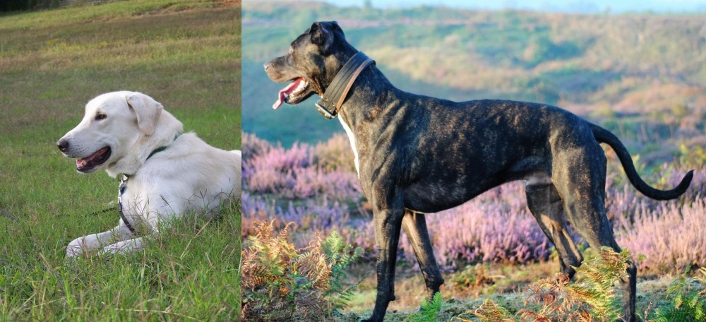 Alaunt vs Akbash Dog - Breed Comparison