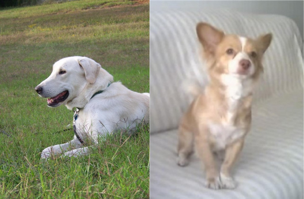 Alopekis vs Akbash Dog - Breed Comparison