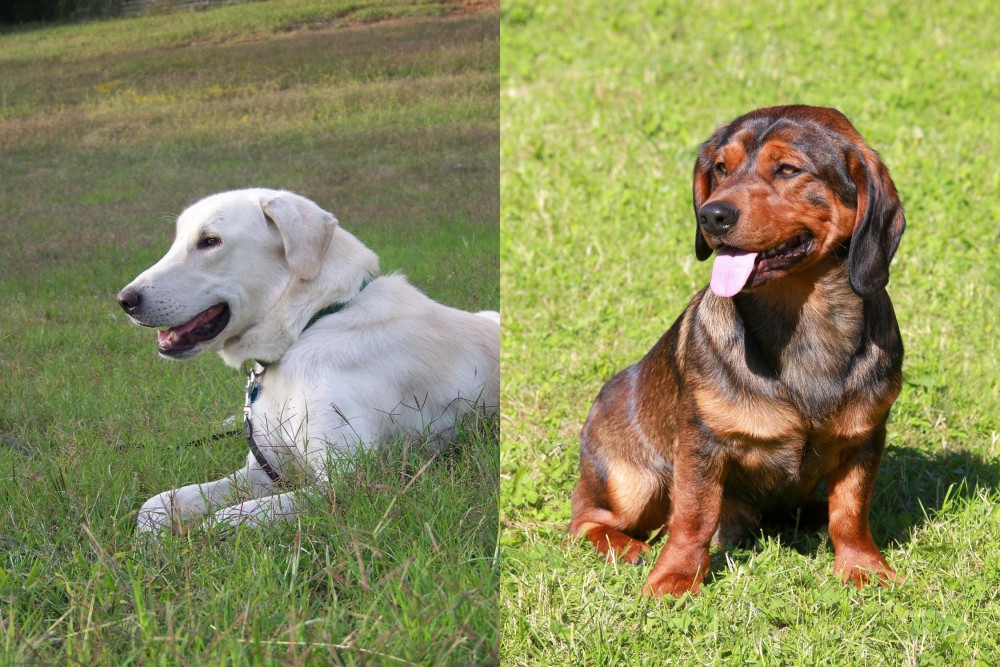 Alpine Dachsbracke vs Akbash Dog - Breed Comparison
