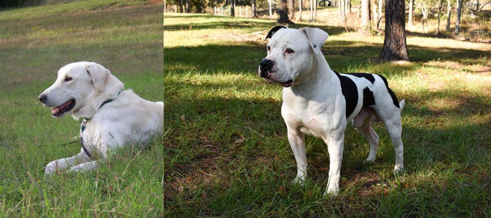 American Bulldog vs Akbash Dog - Breed Comparison