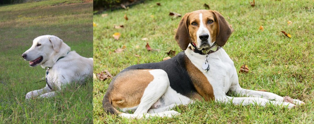 American English Coonhound vs Akbash Dog - Breed Comparison