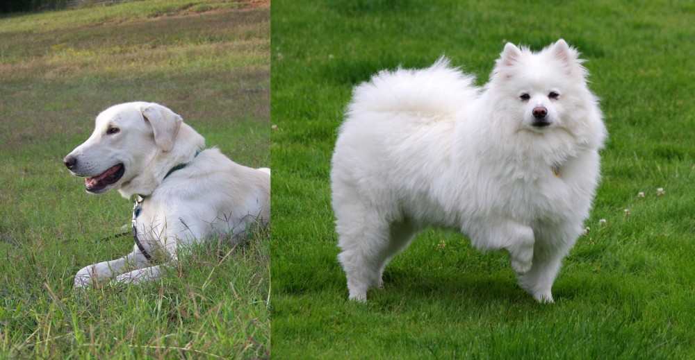 American Eskimo Dog vs Akbash Dog - Breed Comparison