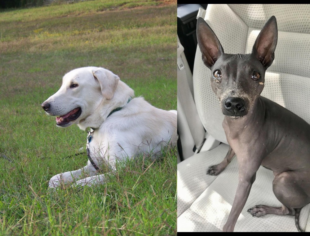 American Hairless Terrier vs Akbash Dog - Breed Comparison