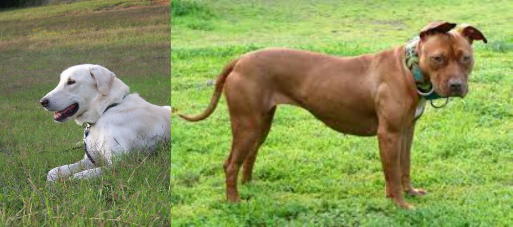 American Pit Bull Terrier vs Akbash Dog - Breed Comparison
