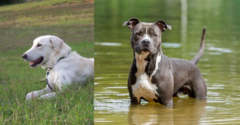 American Staffordshire Terrier vs Akbash Dog - Breed Comparison